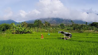 Download lagu KECAPI SULING SUNDA DALAM PANORAMA ALAM MENAKJUBKAN, MENEMANI PARA PETANI BERAKTIVITAS DI SAWAH mp3