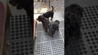 Poodle Puppies Videos