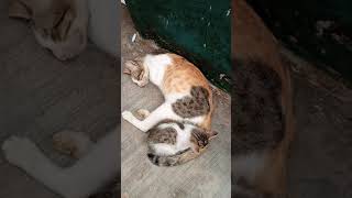 Download lagu Minggu 7 November 2021 mp3