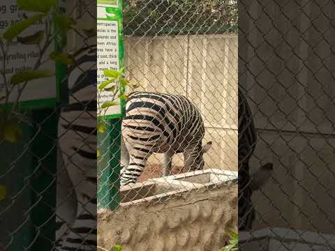 📍Elixir Zoo #trendingshorts#expatlife#travel#explorekarachi#youtubeshorts