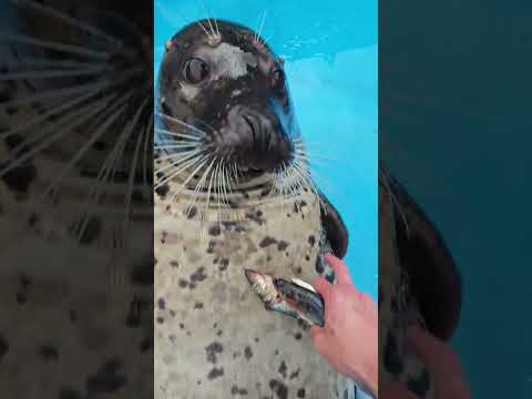 零幀起手怎麼躲（教員誕辰132週年）「人民萬歲」 #海豹 #原創 #萌寵出道計劃 #可愛到爆炸💥 #日常分享