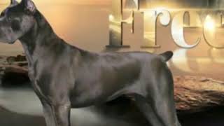 Top Corso Bitch 2017