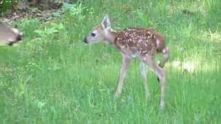 preview picture of video 'DEER - MOTHER AND FAWN'