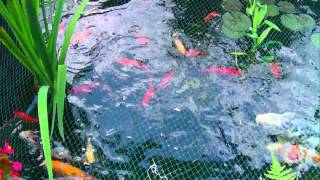 Hungrige Fische im Teich