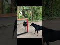 Mirror Vs Cat And Dog