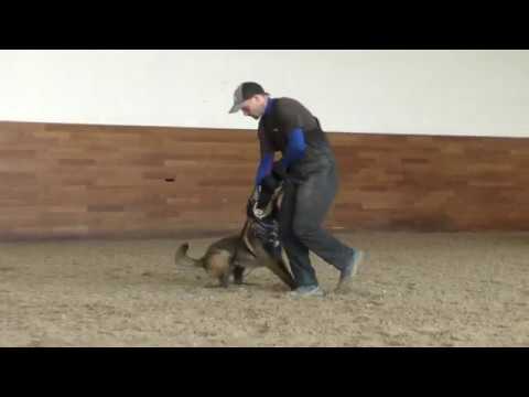 Restless Hunde Magnum Force -15 months