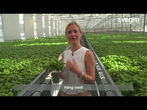 Hej Hortonom - Basilika