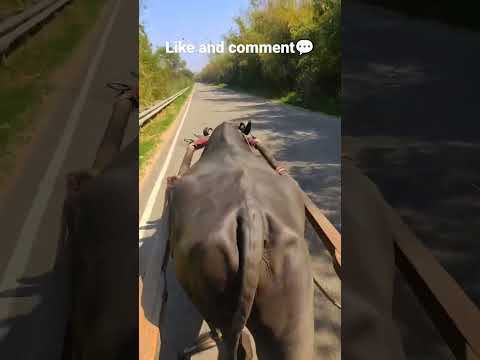 Jhota 💥race New ✅#jhotta #jhootarace #farming #jhotaraceshamli #shorts