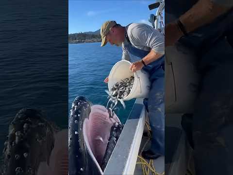 The Bond Between a Whale and a Fisherman — A Heartwarming Moment at Sea