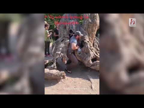 Այ էսպես, թեթեւի մեջ, կոտրեցին նաեւ Հաղարծինի «Երազանքների ծառը․ Նաիրա Զոհրաբյան