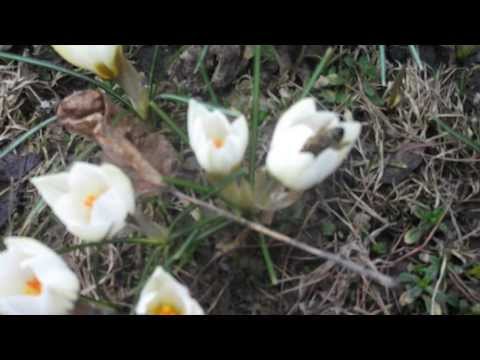 Pszczoły wiosną na krokusach