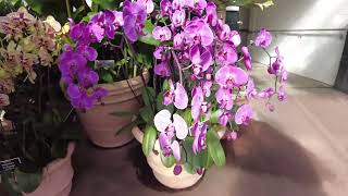 NYBG Orchid Show 2/12/26