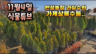 양재꽃시장 식물튜브 안성농장과 가게 나무류 브이로그  #양재꽃시장 #식물튜브 #plant tube #식물아빠