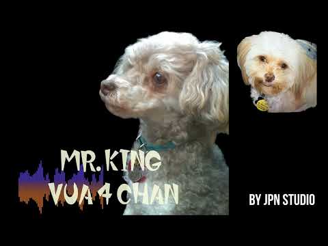 MR  KING   VUA 4 CHÂN - SÁNG TÁC VOI CHATGPT VA SUNO AI - BY JPN STUDIO 2026
