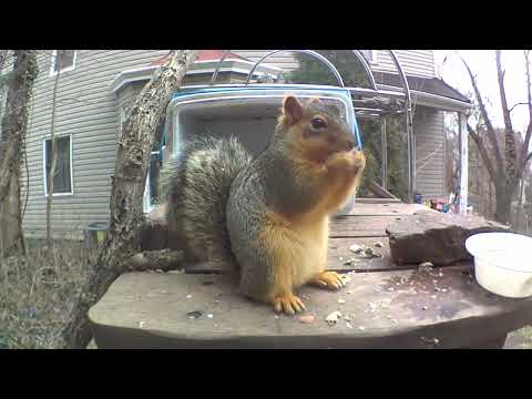 May this squirrel 🐿️ give you +3 Strength for 5 minutes