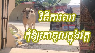 វិធីការពារកុំឱ្យគោចូលក្នុងវត្ត ទិចនិចល្អ // credit Mao Koun
