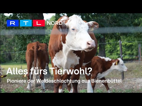 Ohne Tiertransporte: Wie stressfrei ist die Weideschlachtung für die Tiere?
