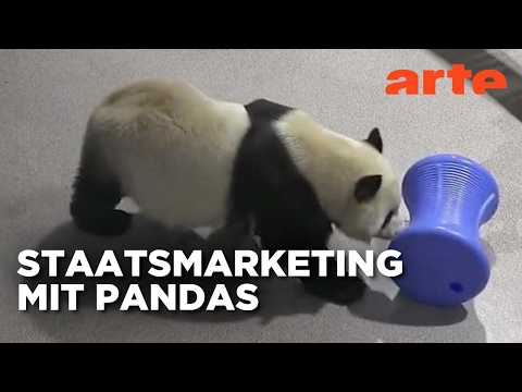 Video Thumbnail: Panda-Power | Mit offenen Augen | ARTE