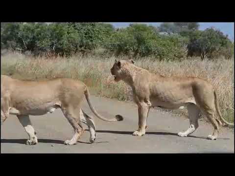 Mega pride of lions in the Kruger Park