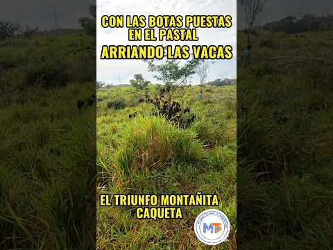 CON LAS BOTAS PUESTAS EN EL PASTAL ARRIANDO LAS VACAS | El Triunfo, La Montañita Caquetá | MOTTA TV