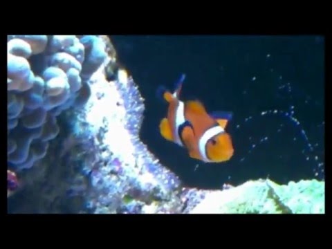 clownfish fry, day 1 to 6 weeks