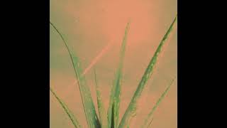 Aloe Vera (Clear My Mind) Music Video