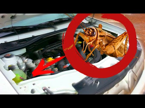 Рено Дастер 2 - свист, писк ремня на холодную! Настоящее решение проблемы