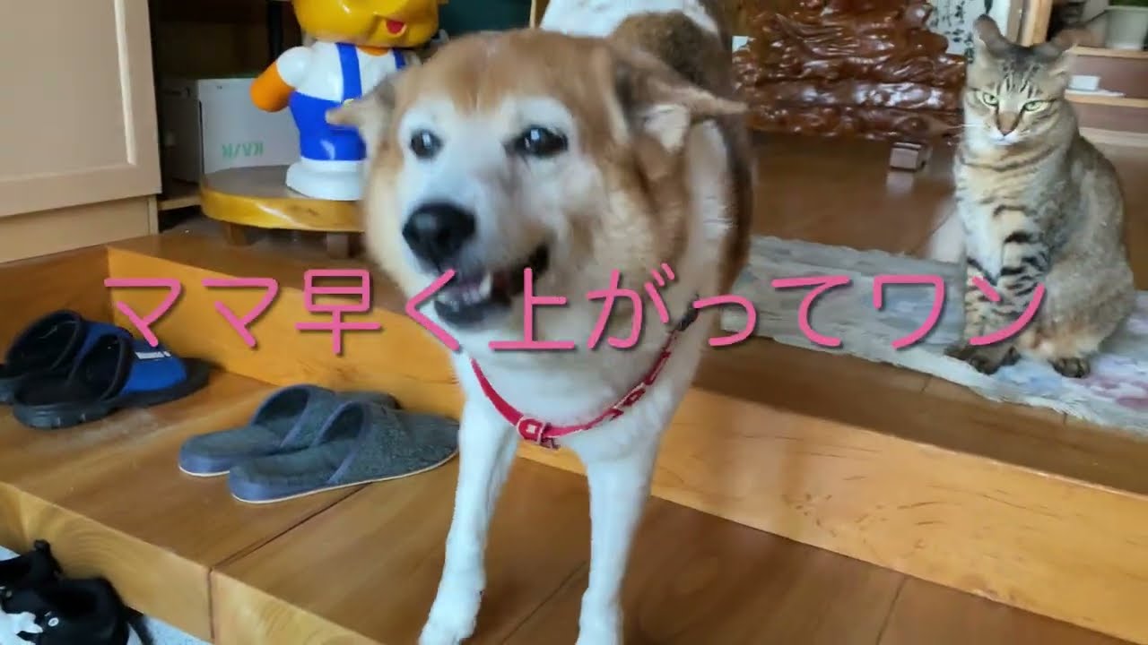 ７匹の猫と犬ヨ－ゼフから熱烈なお出迎えされるママ