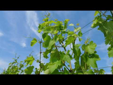 Podgoria Crama Țelna