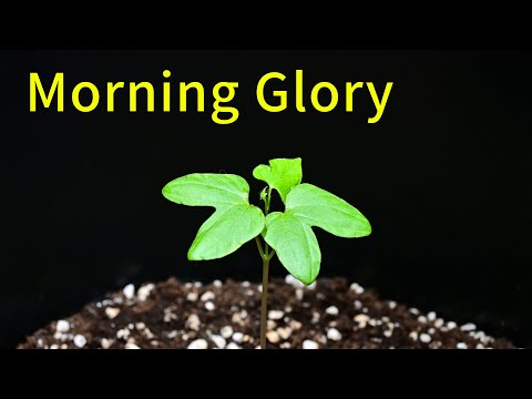 Morning Glory #2 Time Lapse | Grow Up House Plant | Relaxing Piano Music | Home Gardening