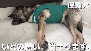     【保護犬】いとの抗がん剤治療が始まりました。
