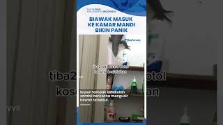 Viral Video Biawak Raksasa Masuk Kamar lewat Ventilasi, Penghuni: Astagfirullah Ternyata Mantan