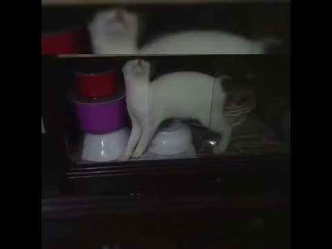 Funny time with snowfy 🐈❤️