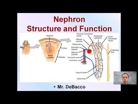 Nephron Structure and Function