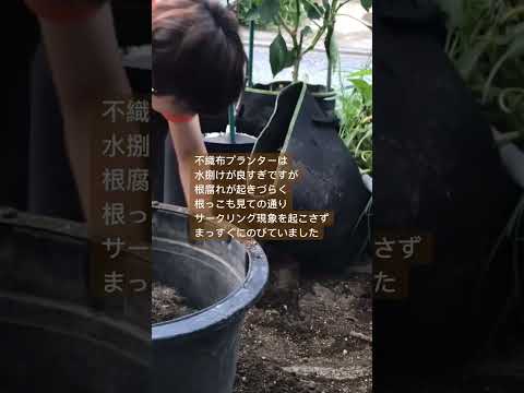 観賞用のバナナ 植物