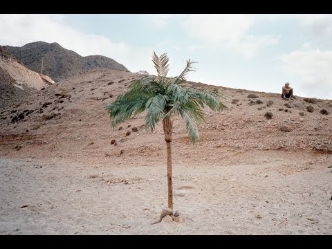 Apes & Horses - The Fields