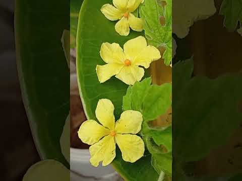 Yellow 💛🟡💛 flowers 🌻🌻🌻🌻🌻🌻/Samina's Daily Routine 🌷#yellowflower #flowers