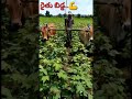 Anna Rythanna Song