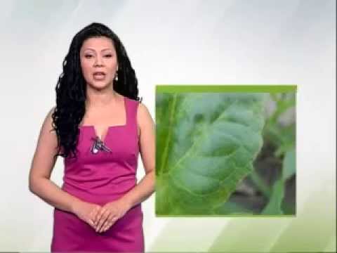 Zelena prognoza 4.6.2014. - Stanje u usevima suncokreta