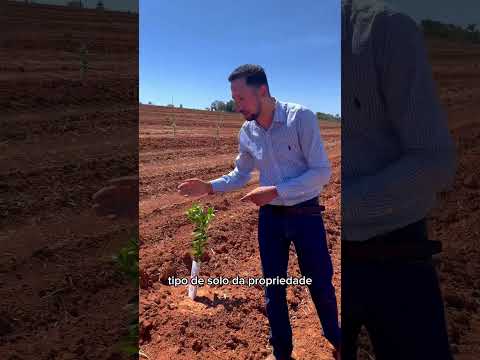 Sítio à Venda no Interior de SP! 💰 R$ 1.800.000 entre Artur Nogueira e Mogi Mirim 🍊💧