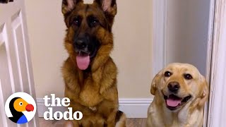 Giant Dogs Get New Baby Brother To Look After | The Dodo by The Dodo