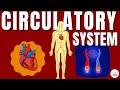 Circulatory System And The Heart | Explained In Simple Words