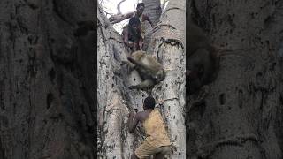 it&#39;s Amazing,,, 😍 how Hadzabe Hunt BABOON will Surprise you 🫢
