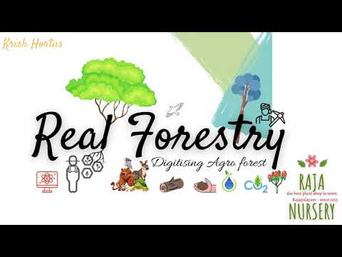 Real Forestry-Beta