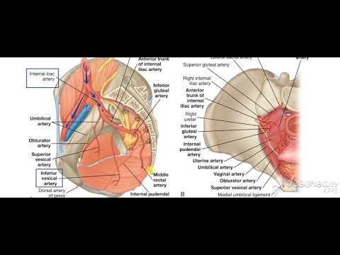 Male reproductive system