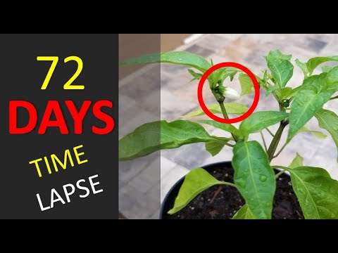 image-How long does a serrano plant live?