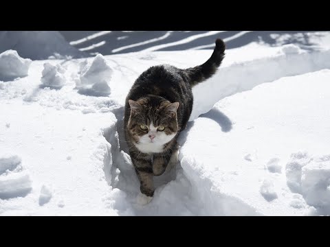 Maru walks on a snow path.