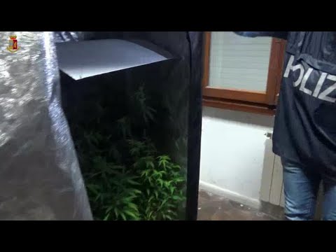 La polizia di Prato nella casa della marijuana