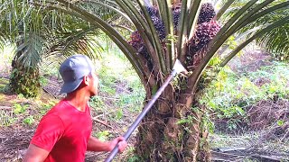 Download lagu NOT A GODLY SKILL!! A QUICK WAY TO HARVEST PALM OIL WITHOUT DROPPING THE LEAF mp3 Download lagu NOT A GODLY SKILL!! A QUICK WAY TO HARVEST PALM OIL WITHOUT DROPPING THE LEAF mp3