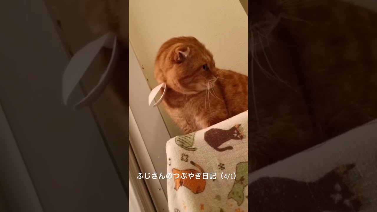 ふじさんのつぶやき日記（4/1）   なぁんか硬いと思ったら、食べ物じゃなかったわ、、、